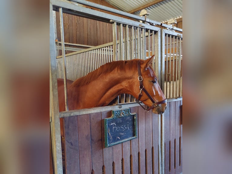 Duits sportpaard Ruin 7 Jaar 165 cm Donkere-vos in Karlsfeld