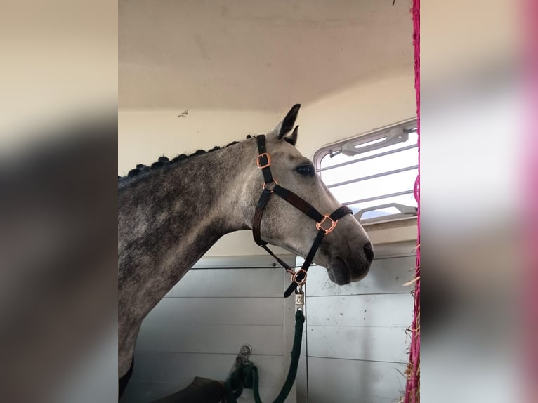 Duits sportpaard Ruin 7 Jaar 165 cm Schimmel in Vierkirchen