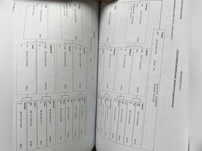 Duits sportpaard Ruin 7 Jaar 166 cm Schimmel in Haarbach