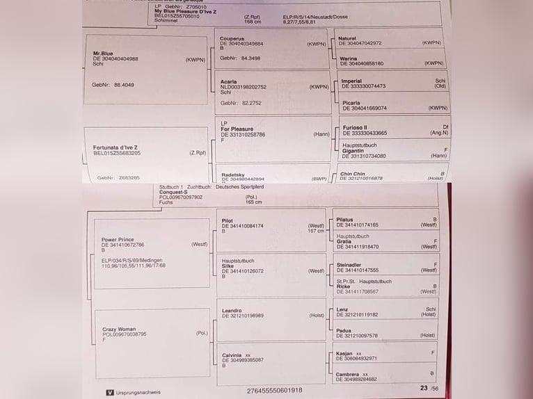 Duits sportpaard Ruin 7 Jaar 166 cm Schimmel in Św.Katarzyna