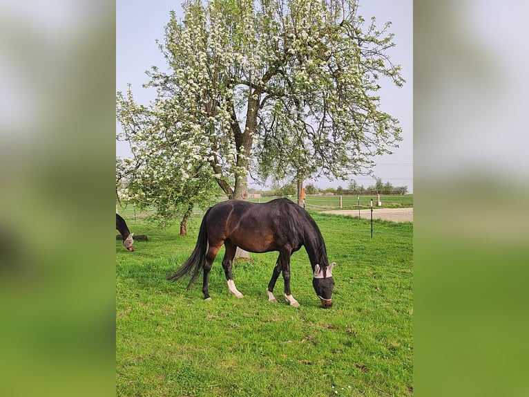 Duits sportpaard Ruin 7 Jaar 167 cm Donkerbruin in Frohburg