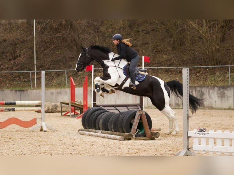 Duits sportpaard Ruin 7 Jaar 167 cm Gevlekt-paard in Allershausen