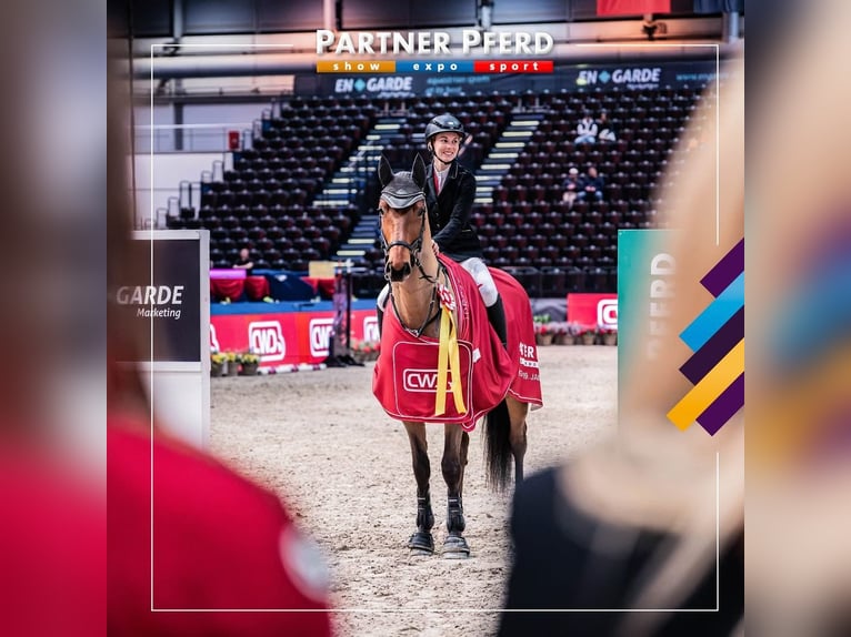 Duits sportpaard Ruin 7 Jaar 168 cm Bruin in Dobersch&#xFC;tzEilenburg