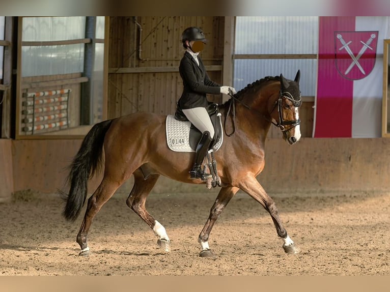 Duits sportpaard Ruin 7 Jaar 170 cm Bruin in Hagen