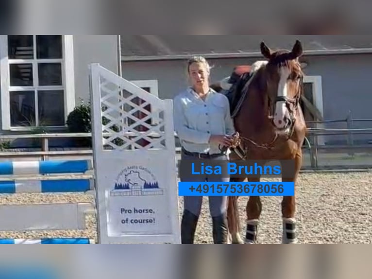 Duits sportpaard Ruin 7 Jaar 170 cm Bruin in Gadow