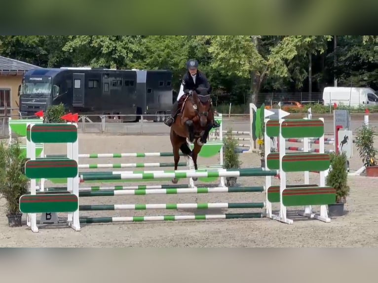 Duits sportpaard Ruin 7 Jaar 170 cm Bruin in Gadow