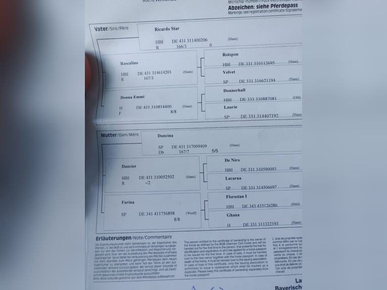Duits sportpaard Ruin 7 Jaar 170 cm Donkerbruin in Debrecen