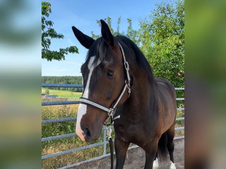 Duits sportpaard Ruin 7 Jaar 170 cm Donkerbruin in Schopfloch