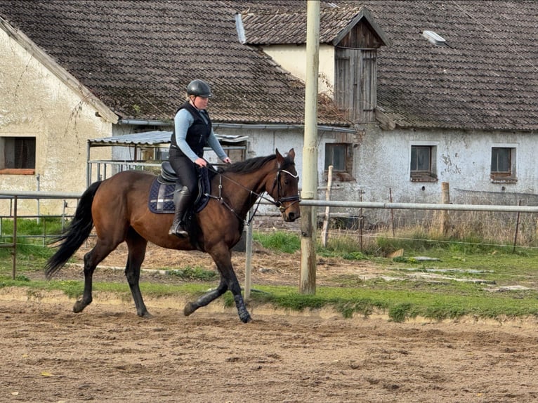 Duits sportpaard Mix Ruin 7 Jaar 170 cm in Karrenzin