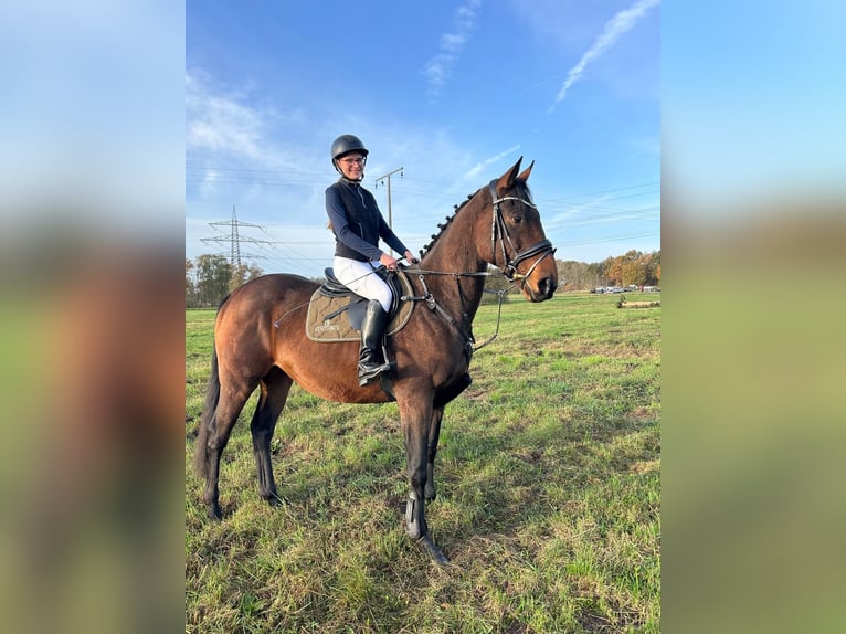 Duits sportpaard Mix Ruin 7 Jaar 170 cm in Karrenzin