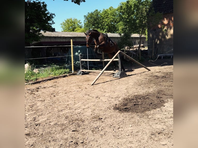 Duits sportpaard Mix Ruin 7 Jaar 170 cm in Karrenzin