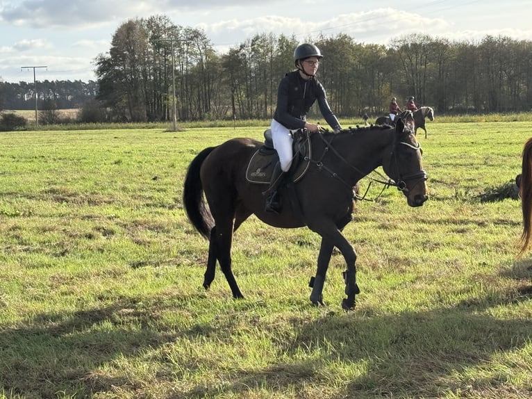 Duits sportpaard Mix Ruin 7 Jaar 170 cm in Karrenzin