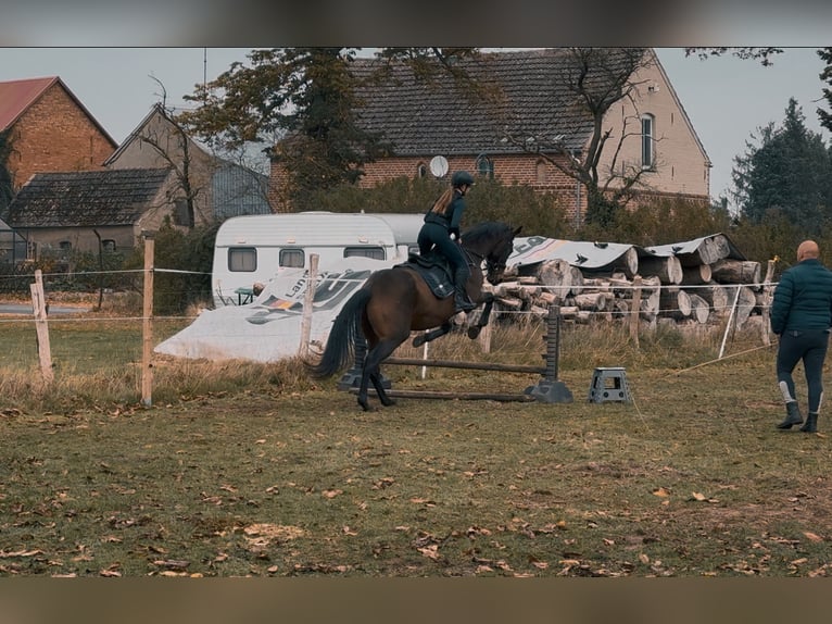 Duits sportpaard Mix Ruin 7 Jaar 170 cm in Karrenzin