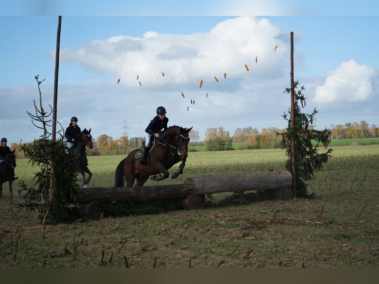 Duits sportpaard Mix Ruin 7 Jaar 170 cm in Karrenzin