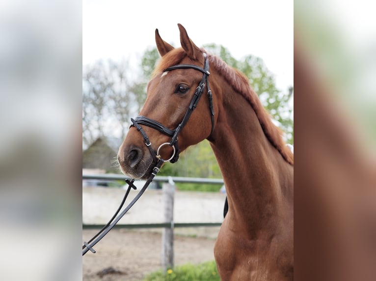 Duits sportpaard Ruin 7 Jaar 170 cm Vos in Brieselang