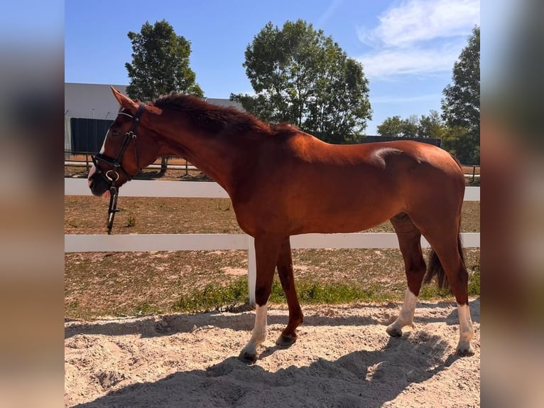 Duits sportpaard Ruin 7 Jaar 170 cm Vos in Allershausen