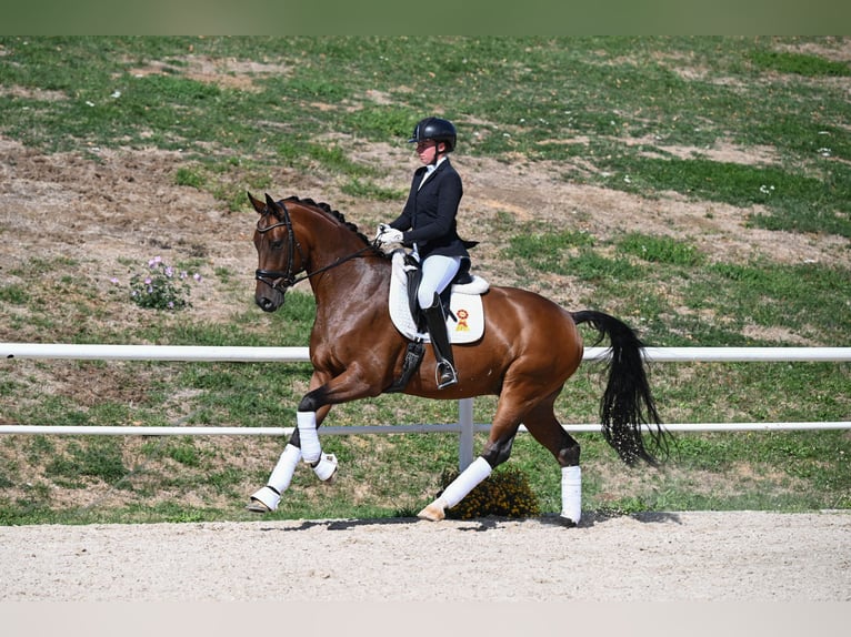 Duits sportpaard Ruin 7 Jaar 172 cm Bruin in Gomadingen