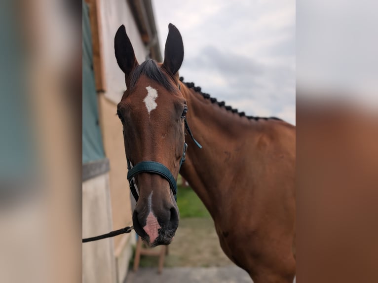 Duits sportpaard Ruin 7 Jaar 172 cm Bruin in Weißenfels