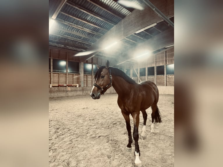 Duits sportpaard Ruin 7 Jaar 172 cm Bruin in Königsfeld im Schwarzwald