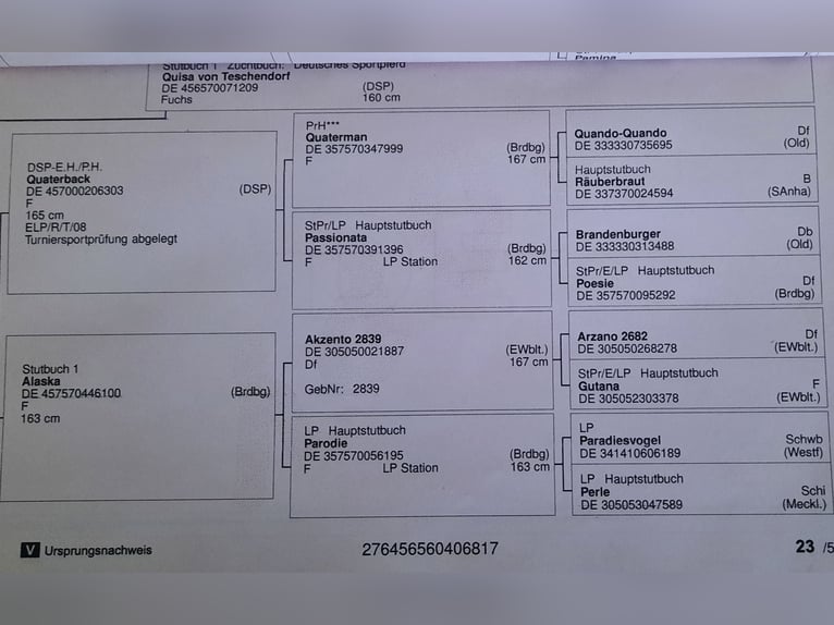 Duits sportpaard Ruin 7 Jaar 172 cm Schimmel in Eilenburg