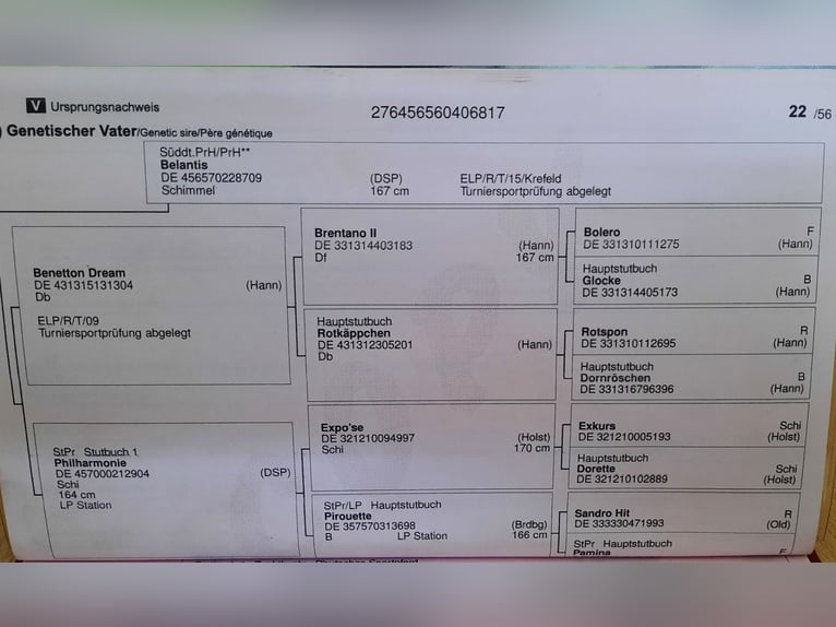 Duits sportpaard Ruin 7 Jaar 172 cm Schimmel in Eilenburg