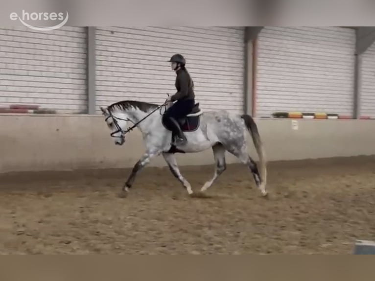 Duits sportpaard Ruin 7 Jaar 172 cm Schimmel in Overath