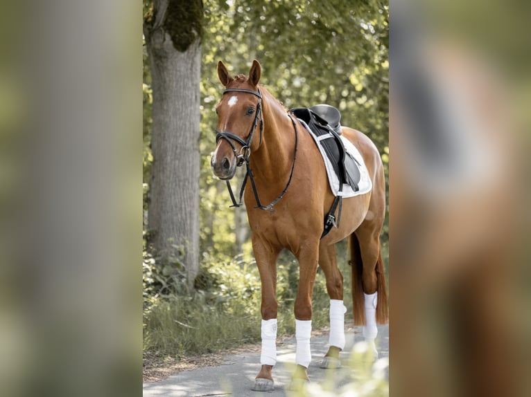 Duits sportpaard Ruin 7 Jaar 172 cm Vos in RöslauRöslau