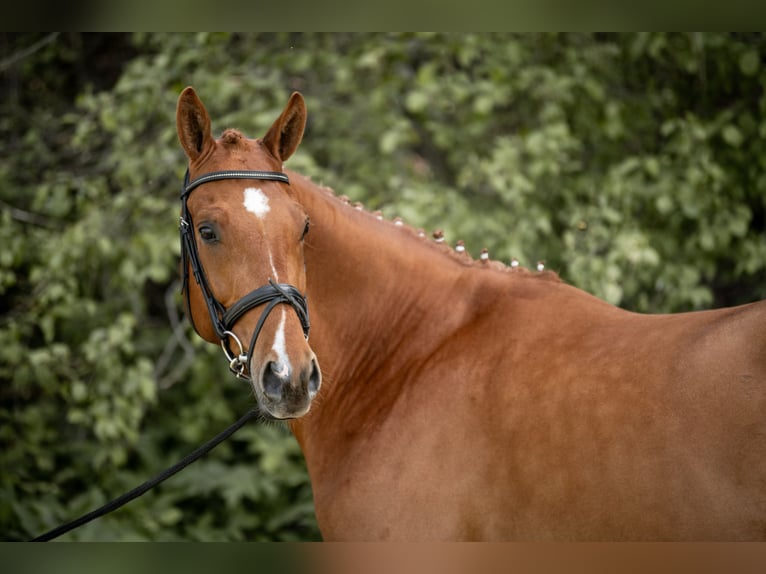 Duits sportpaard Ruin 7 Jaar 172 cm Vos in RöslauRöslau