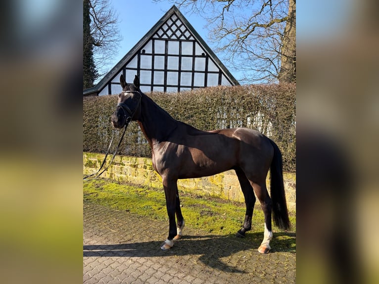 Duits sportpaard Ruin 7 Jaar 172 cm Zwart in Lengerich