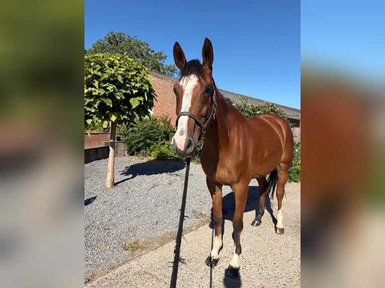 Duits sportpaard Ruin 7 Jaar 173 cm Bruin in Susteren