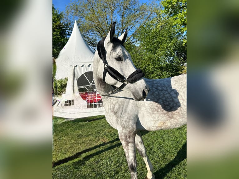 Duits sportpaard Ruin 7 Jaar 173 cm Schimmel in Darmstadt