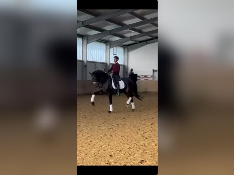 Duits sportpaard Ruin 7 Jaar 174 cm Bruin in Krefeld