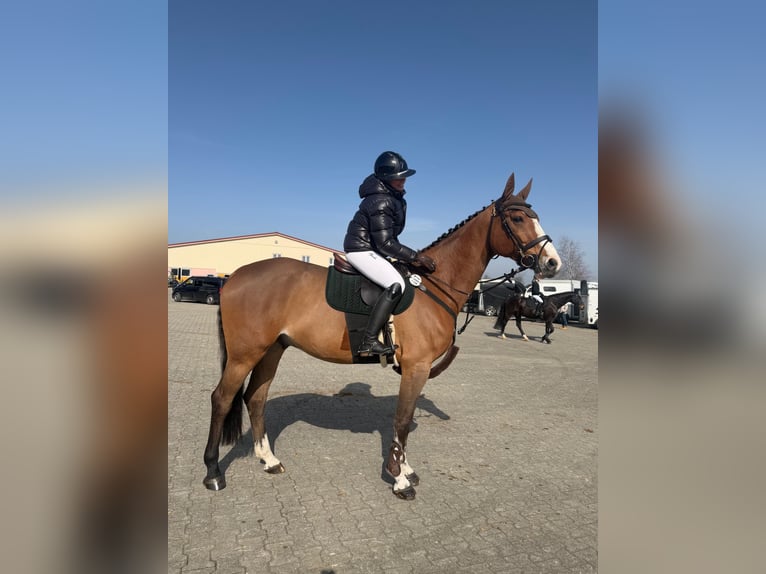 Duits sportpaard Ruin 7 Jaar 174 cm Bruin in Waldshut-Tiengen