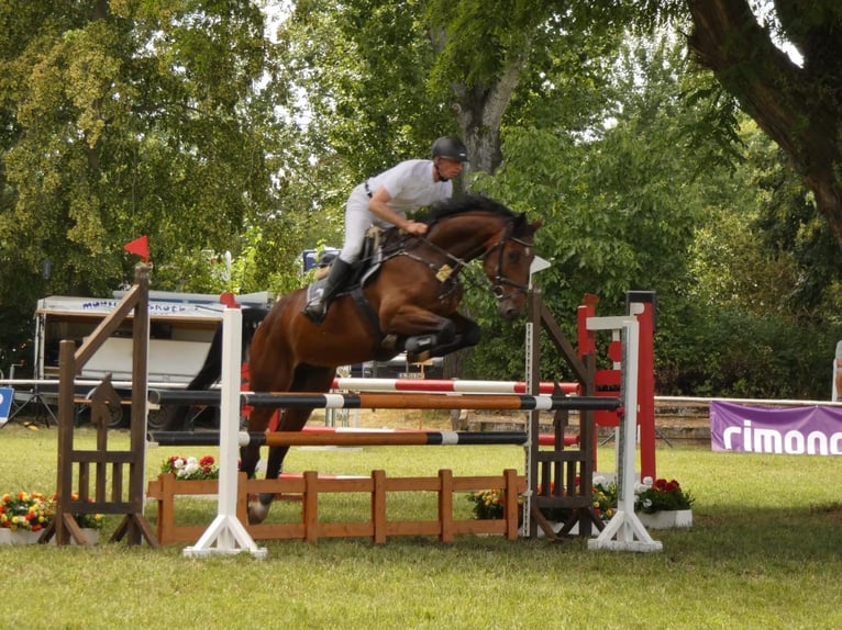 Duits sportpaard Ruin 7 Jaar 174 cm Donkerbruin in Bad Bibra