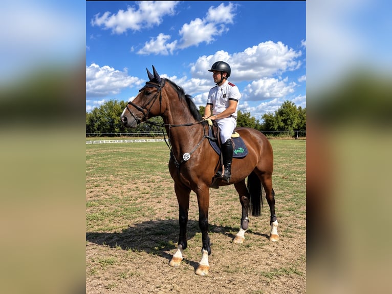 Duits sportpaard Ruin 7 Jaar 175 cm Bruin in Herxheim bei Landau/Pfalz