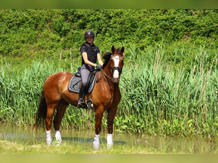 Duits sportpaard Ruin 7 Jaar 175 cm Donkere-vos in Willenscharen