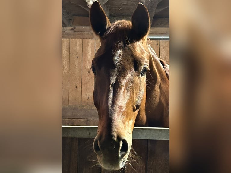 Duits sportpaard Ruin 7 Jaar 175 cm Donkere-vos in Brannenburg