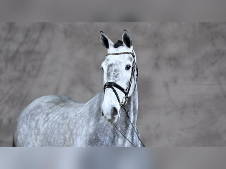 Duits sportpaard Ruin 7 Jaar 175 cm Schimmel in Borgholzhausen