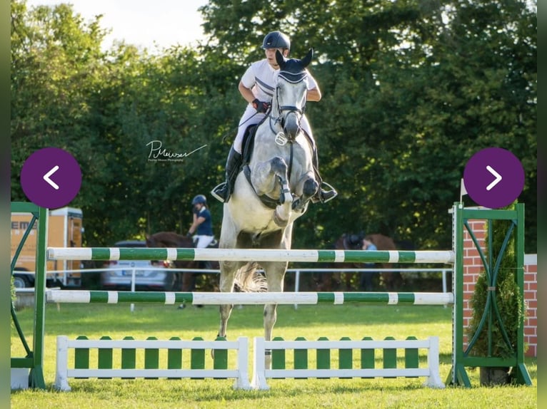 Duits sportpaard Ruin 7 Jaar 175 cm Schimmel in Hagenow