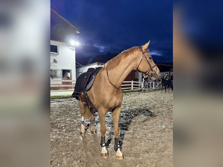 Duits sportpaard Ruin 7 Jaar 175 cm Vos in Amöneburg