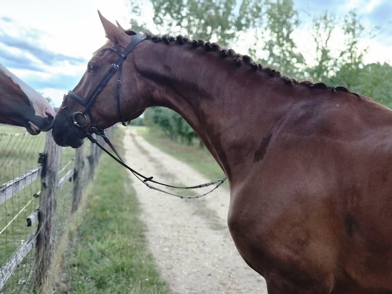 Duits sportpaard Ruin 7 Jaar 175 cm Vos in Sarród