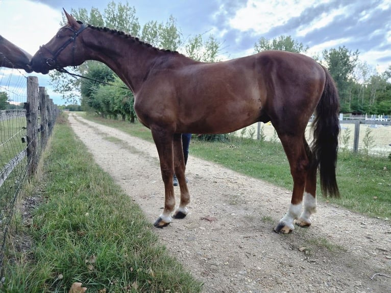 Duits sportpaard Ruin 7 Jaar 175 cm Vos in Sarród