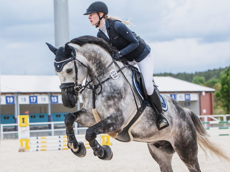 Duits sportpaard Ruin 7 Jaar 176 cm Appelschimmel in Cottbus