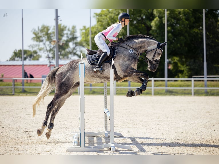 Duits sportpaard Ruin 7 Jaar 176 cm Appelschimmel in Cottbus