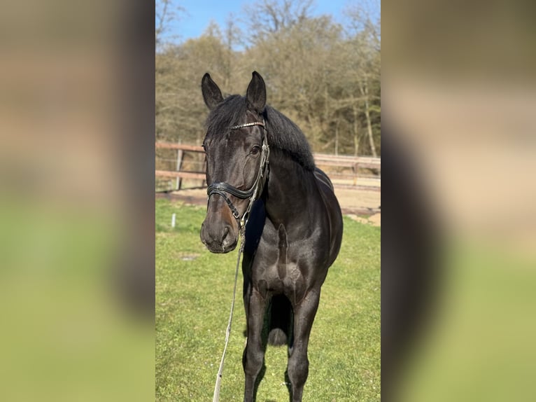 Duits sportpaard Ruin 7 Jaar 176 cm  in Schenklengsfeld