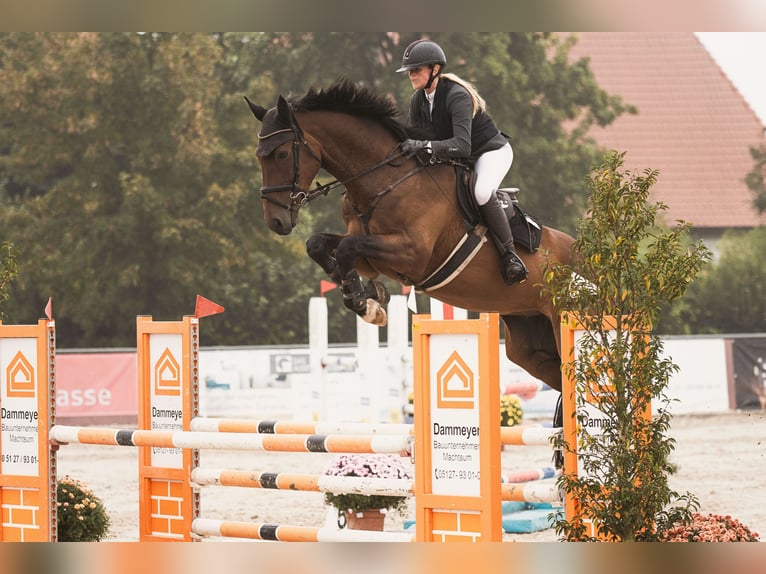 Duits sportpaard Ruin 7 Jaar 177 cm Bruin in Braunschweig