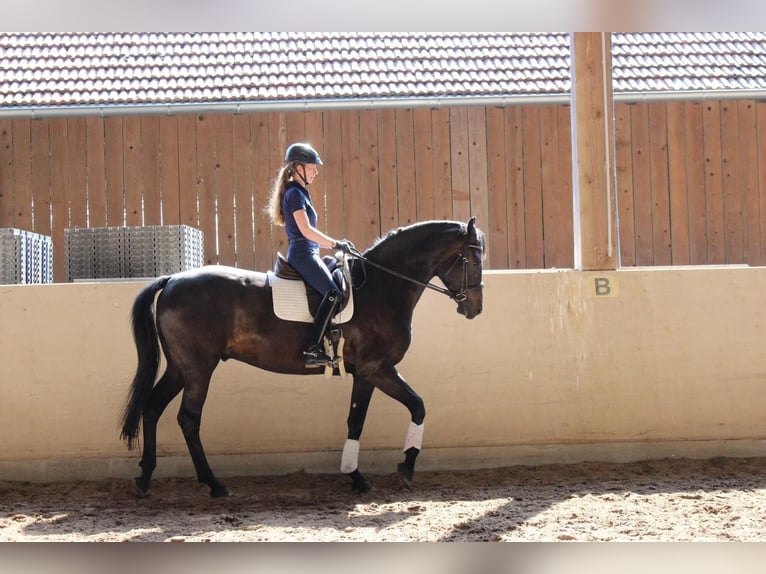 Duits sportpaard Ruin 7 Jaar 177 cm Zwart in Gondelsheim