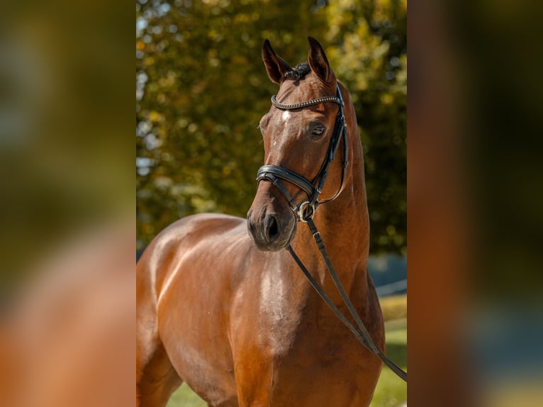 Duits sportpaard Ruin 7 Jaar 178 cm Bruin in Gomadingen
