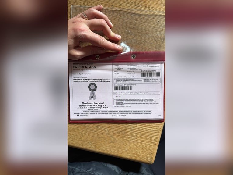 Duits sportpaard Ruin 7 Jaar 179 cm Bruin in L&#xF6;rrach
