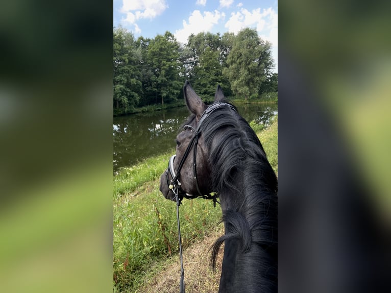 Duits sportpaard Ruin 7 Jaar 180 cm Zwart in Aspach